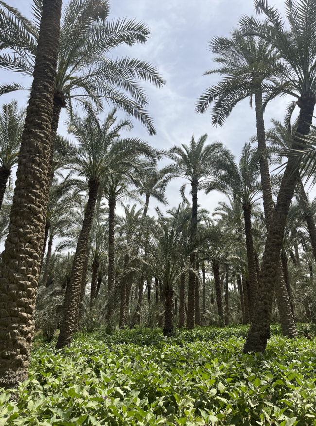Spend Day at Dahshur Countryside 🌾
